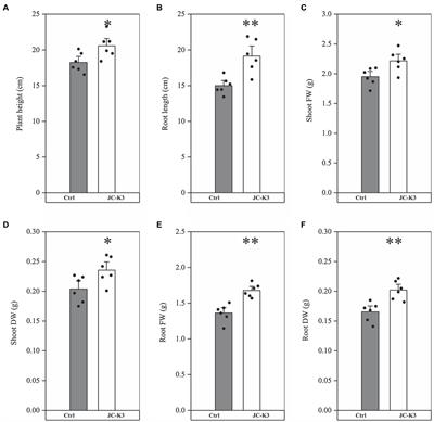 Effect ofBacillus velezensis JC-K3 on Endophytic Bacterial and Fungal Diversity in Wheat Under Salt Stress